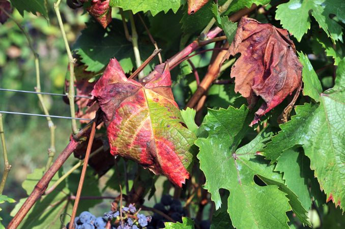 Dogliani e la dura lotta alla flavescenza dorata