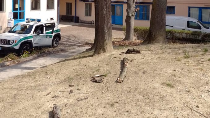 ramo caduto scuola Alba sito Precipita un ramo nei pressi della mensa comunale: nessun ferito