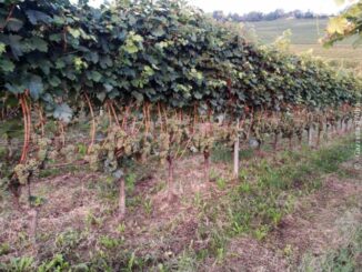 Le colline del vino si trovano a un bivio