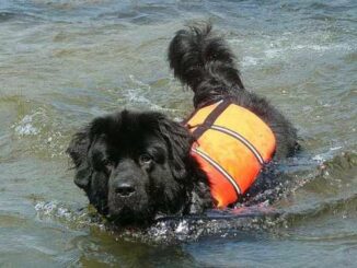 Cani da ricerca, ad Alba una gara di qualificazione in vista dei Campionati mondiali