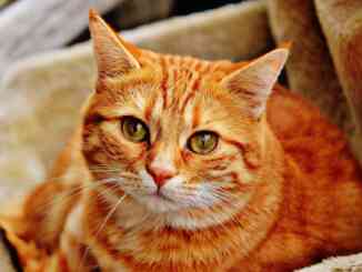 Farigliano ospita l'esposizione felina “I gatti più belli del mondo”