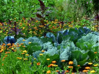 Racconta il tuo orto: una riunione per chi vuole rendere il proprio spazio coltivato un luogo visitabile di biodiversità
