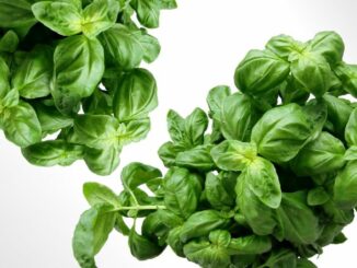 Con il laboratorio del pesto ligure, torna domenica il Mercato della terra.