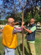 Il Lions Bra dona alberi al piazzale Falcone e Borsellino 4
