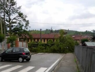 Maltempo: segnalati diversi alberi caduti a causa del forte temporale