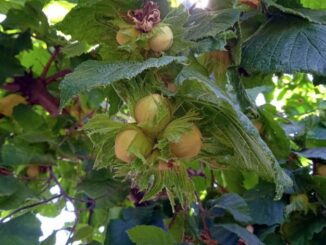 Nocciole: piante cariche di frutti ma fino a metà luglio la produzione è a rischio