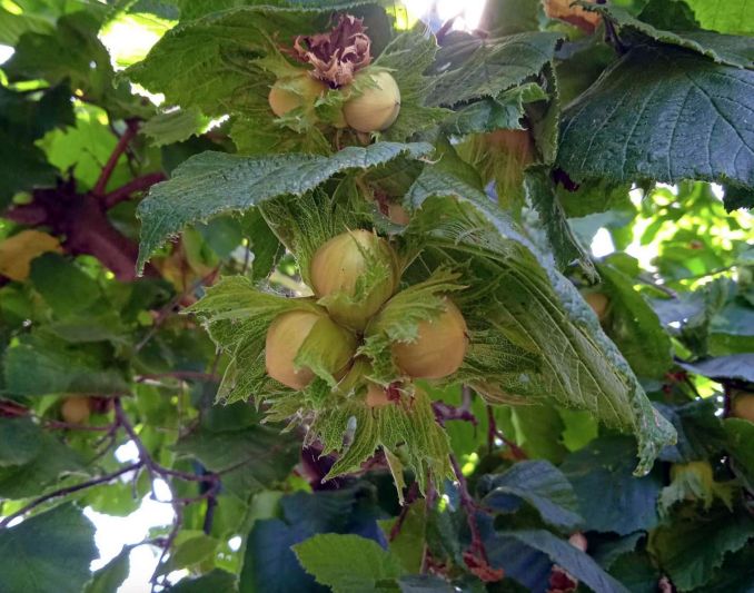Nocciole: piante cariche di frutti ma fino a metà luglio la produzione è a rischio