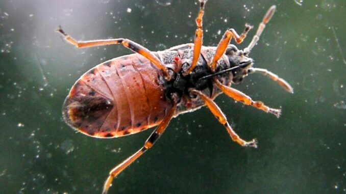 Alba: rimedi utili per il contrasto della cimice dell’olmo nelle proprietà private UA