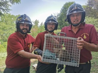 Cossano Belbo: i pompieri salvano un gatto