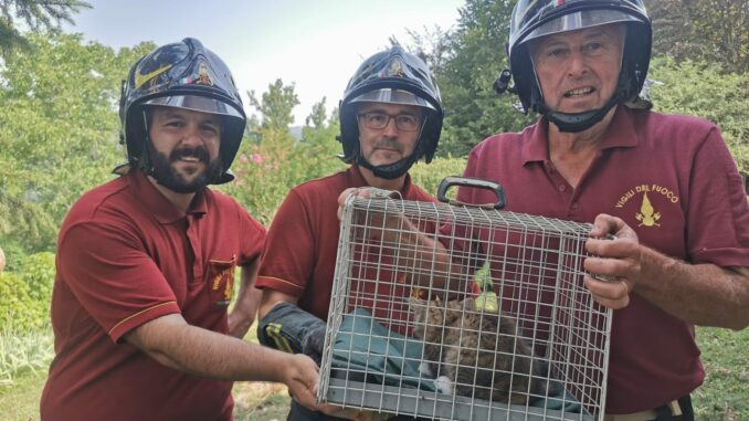 Cossano Belbo: i pompieri salvano un gatto