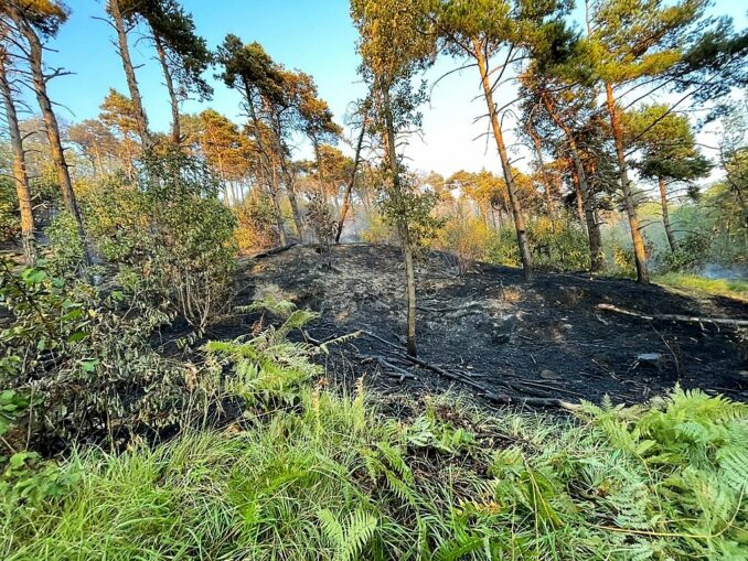 In fiamme i boschi di Falchetto: prosegue la bonifica 2