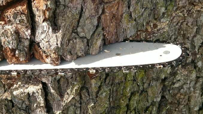 albero tagliato abbattuto Due alberi danneggiati da abbattere: intervento a Bra giovedì 28 luglio