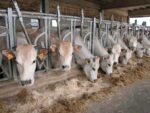 Un antidoto salva alcuni bovini dall’avvelenamento da sorgo a Bra
