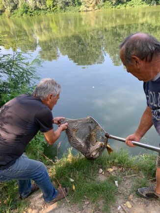 Novemila carpe ripopolano il fiume Tanaro