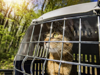 Protegge il serial-killer dei gatti, condannata