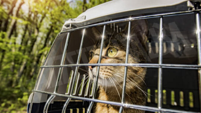 Protegge il serial-killer dei gatti, condannata