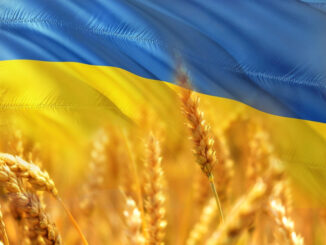 Guerra Ucraina: con accordo 1,2 miliardi di Kg di mais e grano in Italia