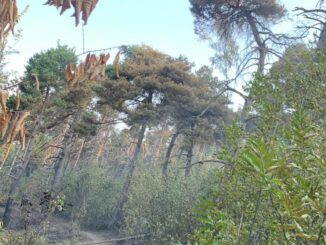 Rogo boschivo a San Grato: riprese le operazioni di bonifica