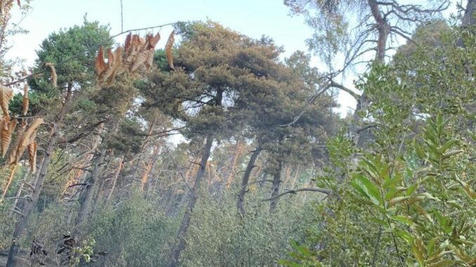 incendio Santo Stefano Belbo sito 2 Rogo boschivo a San Grato: riprese le operazioni di bonifica