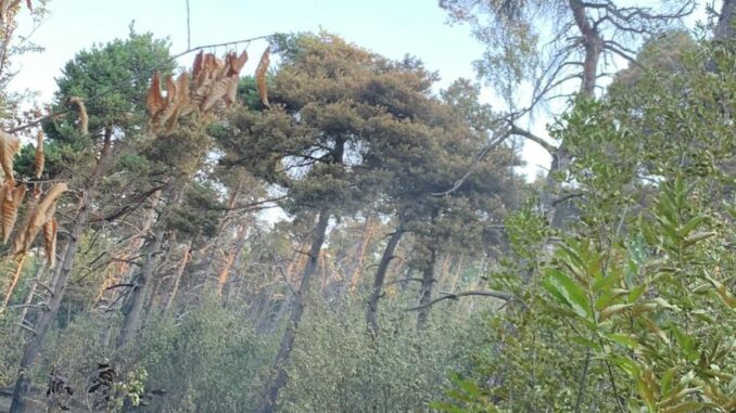 Rogo boschivo a San Grato: riprese le operazioni di bonifica