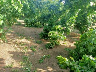 In Alta Langa si contano i danni ai corileti dopo la tromba d'aria di lunedì