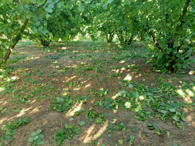 In Alta Langa si contano i danni ai corileti dopo la tromba d'aria di lunedì 1