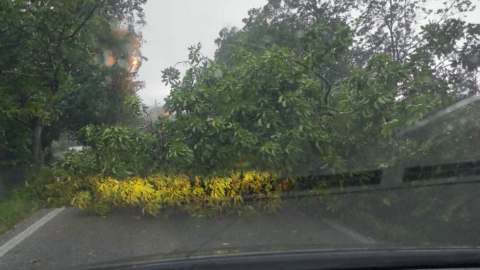 torre bormida-albero caduto Forte temporale con vento violento in corso sulle Langhe
