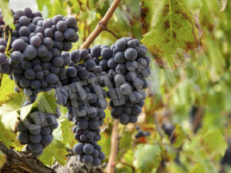 Stagione vendemmiale 2022: riparte la rilevazione dei prezzi delle uve da vino doc e docg