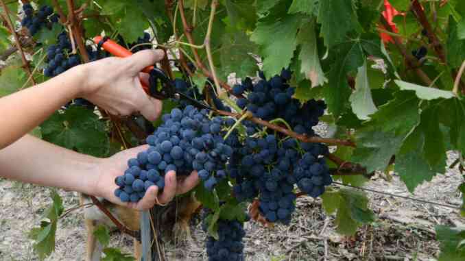 vendemmia