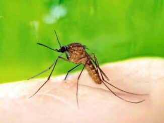 Febbre del Nilo: due casi di infezione conseguenti a punture di zanzara