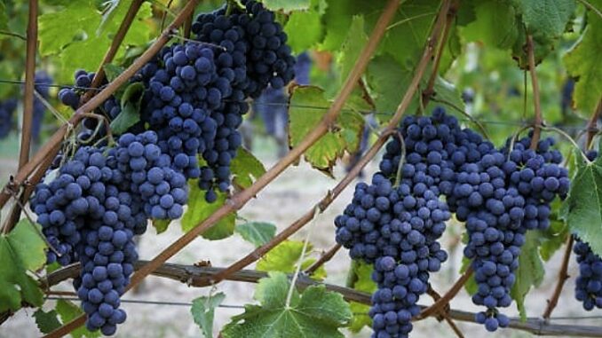 Uve, Coldiretti Cuneo: l’incognita prezzi minaccia la competitività del sistema vitivinicolo