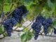 Uve, Coldiretti Cuneo: l’incognita prezzi minaccia la competitività del sistema vitivinicolo