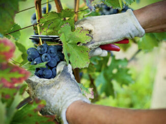 Vendemmia, Coldiretti Cuneo: i prezzi delle uve vanno decisi subito, non a fine campagna