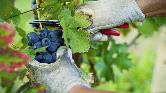 Vendemmia, Coldiretti Cuneo: i prezzi delle uve vanno decisi subito, non a fine campagna