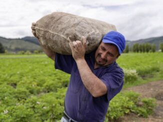 Agricoltura: bando regionale da 1,7 milioni per la creazione delle filiere corte piemontesi