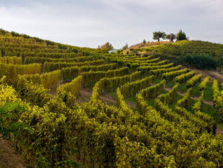 Dalla Regione Piemonte il riconoscimento ufficiale della Strada dei vini e dei sapori del Gran Monferrato