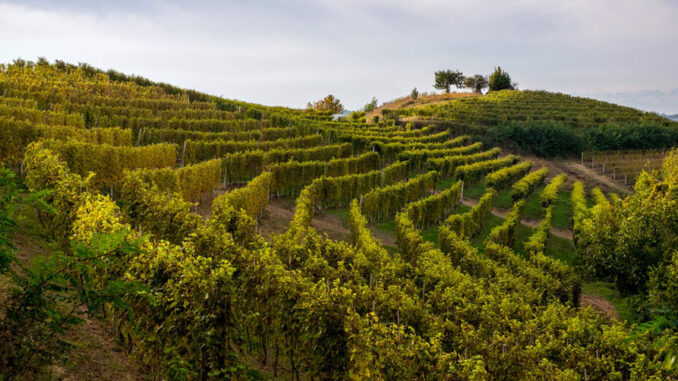 monferrato Dalla Regione Piemonte il riconoscimento ufficiale della Strada dei vini e dei sapori del Gran Monferrato