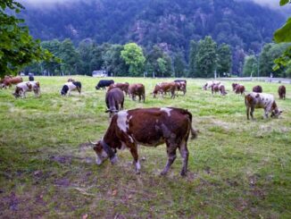 Vacche intossicate, Coldiretti Cuneo: via alla solidarietà con l’allevatore