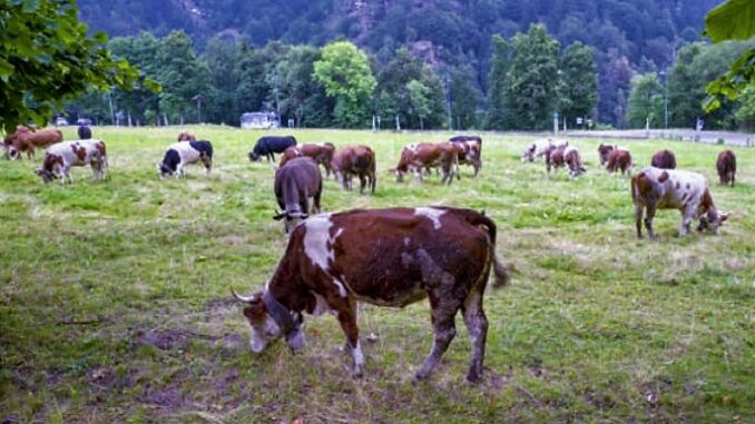 Vacche intossicate, Coldiretti Cuneo: via alla solidarietà con l’allevatore