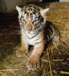 Murazzano: al parco safari sono nati i tigrotti Antares, Sirio e Denebola 2