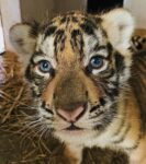 Murazzano: al parco safari sono nati i tigrotti Antares, Sirio e Denebola