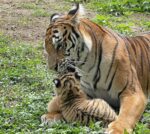 Murazzano: al parco safari sono nati i tigrotti Antares, Sirio e Denebola 1