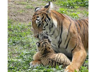 Murazzano: al parco safari sono nati i tig