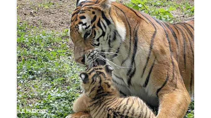 Murazzano: al parco safari sono nati i tig