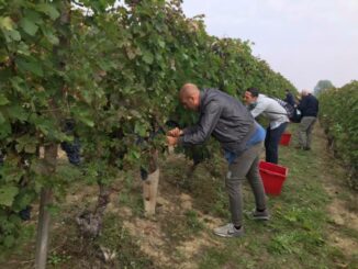 Domenica 18 settembre la festa della vendemmia con gli adottanti della Barbera Lanze