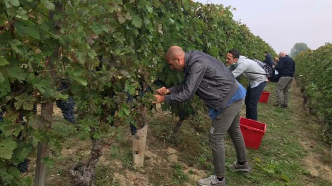 Domenica 18 settembre la festa della vendemmia con gli adottanti della Barbera Lanze