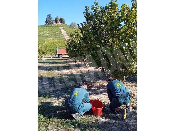 La raccolta delle nocciole ha aperto l'anno alla scuola agraria di Grinzane Cavour 1