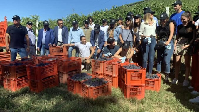 Le Città del vino provano la vendemmia turistica sulle colline albesi 1