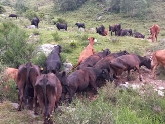 Biella, trovati in alpeggio oltre 200 animali in fin di vita