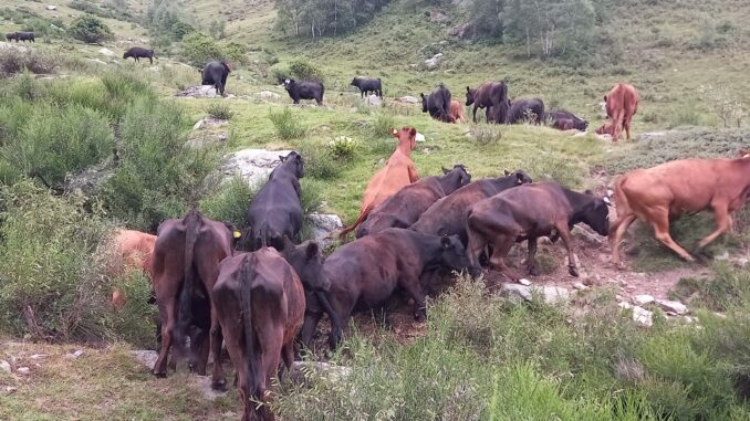 Biella, trovati in alpeggio oltre 200 animali in fin di vita